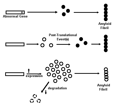 amyloid plaque formation